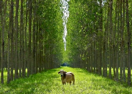 Mapa: programa para redução da emissão de carbono no agro