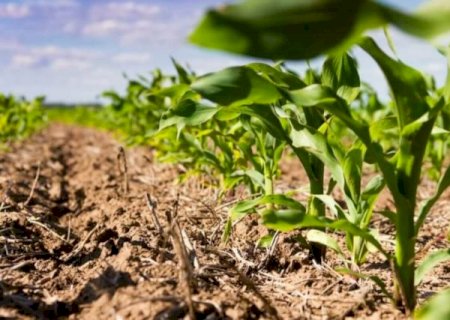 Alongamento do ciclo da soja pode comprometer o plantio do milho