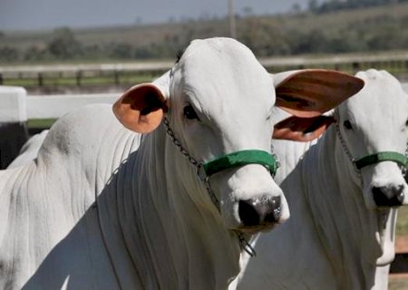 Boi: volta da China mantém viés positivo nos preços