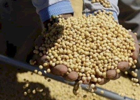 Preço da soja desaba no mercado interno