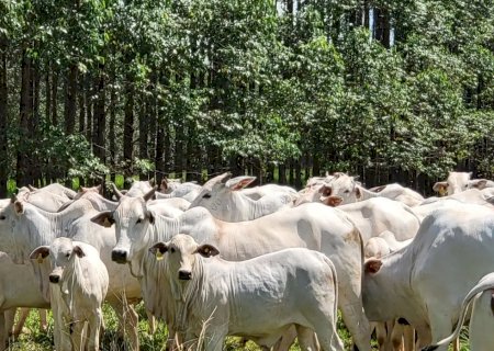 Pecuária pode ganhar ‘chip do boi’ barato e acessível