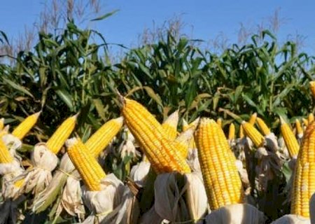 China avança em compras antecipadas do milho safrinha do Brasil