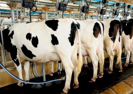 Após alta no campo, leite já cai no varejo