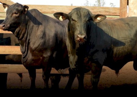 Preços estáveis da arroba do boi vão ditar mercado nesta Sexta-Feira Santa