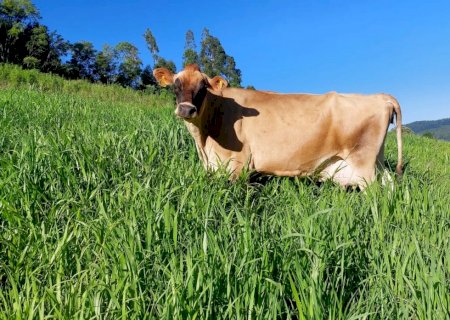 Produtores de leite registram ganho de produção com inserção de milheto na alimentação animal