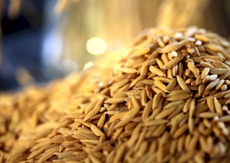 Perspectiva aponta para recuperação de área de arroz e feijão na safra 2023/24
