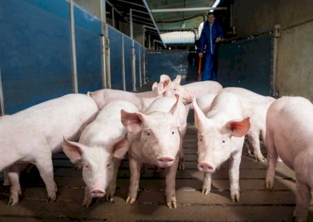 Suíno vivo e carne avançam setembro com preços estáveis