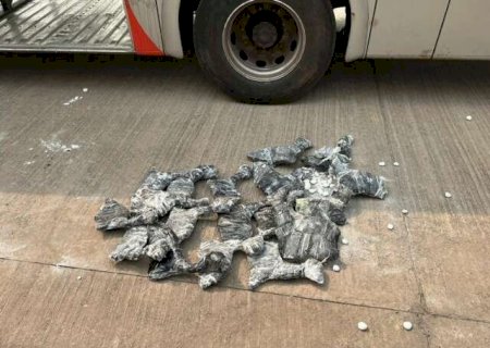 Na fronteira, mais 19 fetos de lhamas são encontrados em ônibus clandestino