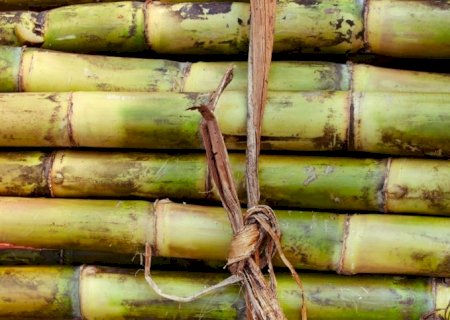 Produção de cana-de-açúcar em queda