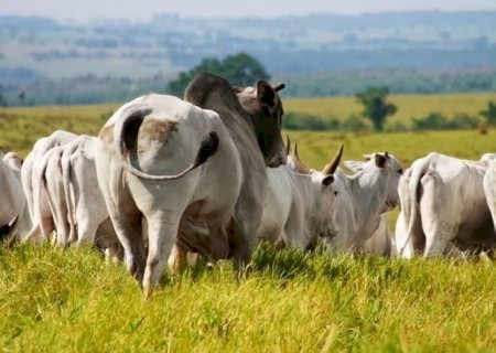 Veja como os preços do boi gordo terminaram a semana