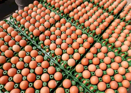 Exportação de ovos cresce 22,1% e atinge 2357 toneladas em janeiro