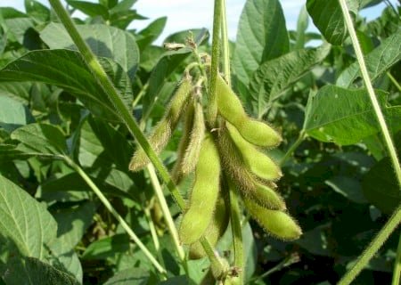 Pesquisa expande possibilidades para produção sustentável de soja