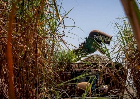 Produção de açúcar deve crescer na safra de cana 2025/26, diz Datagro