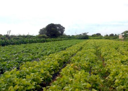 Plano Safra da Agricultura Familiar 'está longe de ser perfeito', diz Lula