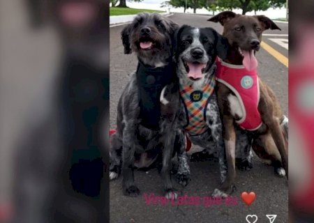 Janja compartilha foto de cães após fala sobre "vira-latas"