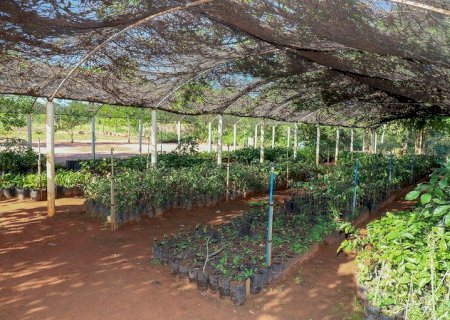 Vereadora propõe cultivo de mudas frutíferas do Cerrado no Viveiro Municipal