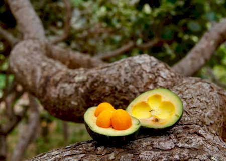 Pequi: o ouro do Cerrado que pode proteger rins, coração e fígado