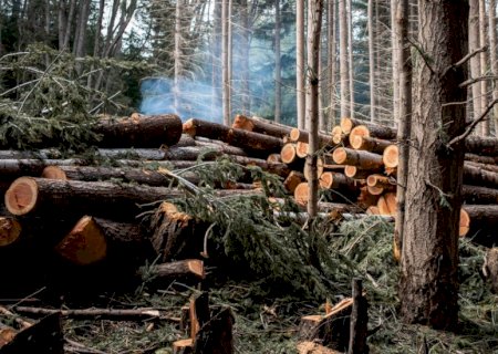 Restauro florestal pode render US$ 100 bilhões por ano a países tropicais