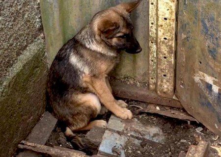 Vereadores propõem criação de força-tarefa contra maus-tratos a animais em Nova Andradina