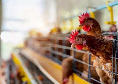 Gripe aviária na Europa abre espaço para o Brasil