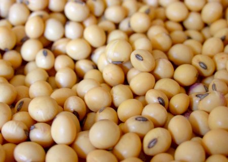 Projeções da soja é atualizada soja para 2026