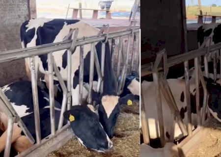 Tragédia: choque mata dez vacas leiteiras e causa prejuízo de mais de R$ 300 mil