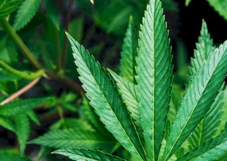 Anvisa autoriza Embrapa a cultivar e a pesquisar cannabis
