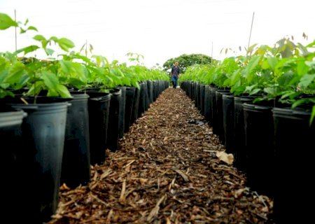 Na COP30, Brasil assume liderança no mercado de carbono