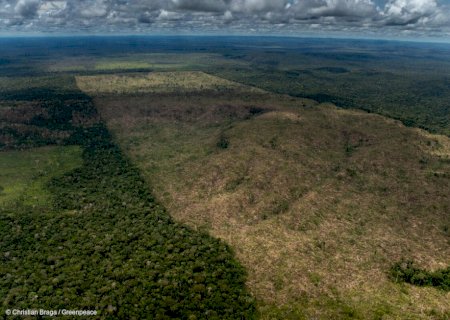 Como o desmatamento causa quase 30 mil mortes por ano no mundo