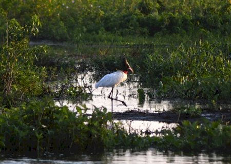 Governo consolida preservação de 126 mil hectares no Pantanal e abre nova chamada do PSA em 2026