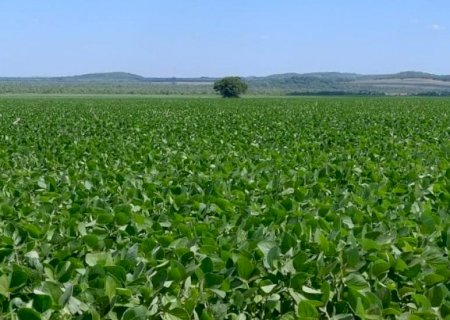 Prazo para cadastro de áreas de soja encerra em um mês em Mato Grosso do Sul