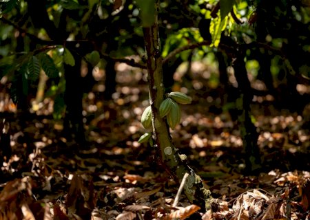 Sicredi na COP30 reforça a importância das cooperativas de crédito como solução estratégica no enfrentamento aos desafios climáticos