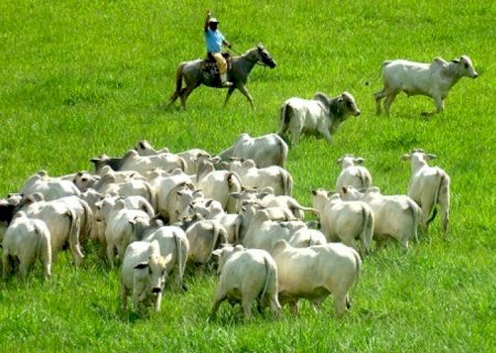 Preço da arroba chegou a R$ 311/@ em MS no final de 2025