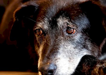 Justiça condena lojista a 5 anos de reclusão por maus-tratos a cães