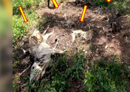 Fazendeiro vira alvo do MP após deixar quase 500 bois em estado de abandono