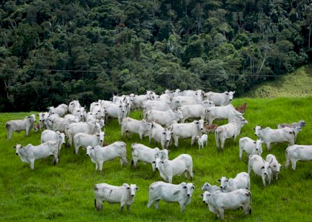 Nova Lei do licenciamento ambiental entra em vigor; veja o que muda produtor
