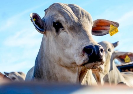 Boi gordo tem novas altas, supera R$ 337/@ em importantes praças e reforça viés de valorização