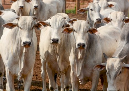Boi gordo tem nova referência e máxima de R$ 350/@ com pressão dos pecuaristas na oferta
