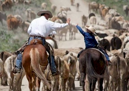 Boi gordo tem negócios acima da referência mesmo com tensão global e pressão da indústria