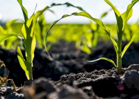 A vida invisível do solo e o futuro da agricultura tropical