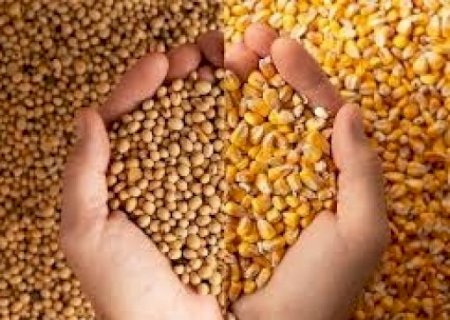 Soja é mais sensível do que o milho em conflitos geopolíticos