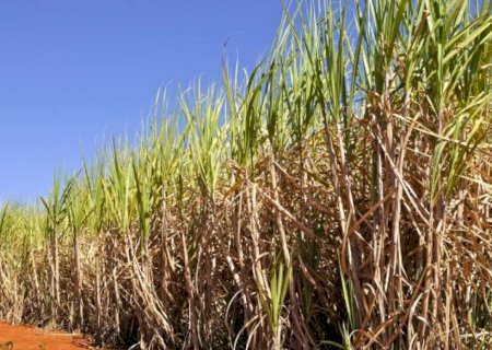 Conab estima produção de cana-de-açúcar em 673,2 milhões de toneladas na safra 2025/26