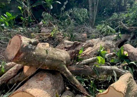 Homem morre após ser atingido por árvore durante poda em MS