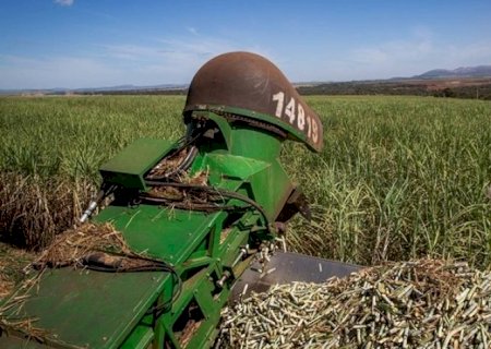 Conab aumenta estimativa de produção de cana em 2025/26