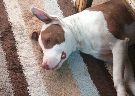 Vizinho é detido após matar pit bull a facadas em MS