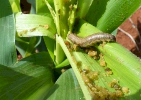 Vírus ganham espaço no controle biológico de lagartas