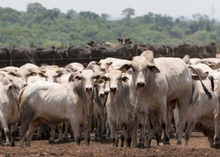 Veto da União Europeia ameaça travar US$ 2 bi das exportações do agro